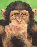 chimpanzee_thinking_poster.jpg