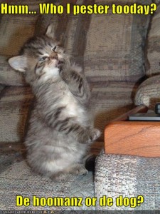 funny-pictures-kitten-is-figuring-out-who-to-pester